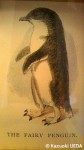 オーストラリアの「アウトバック」画家=Frank Prout Mahony(1862-1917)が描いたコガタペンギン