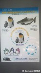 長崎ペンギン水族館「開館10周年記念グッズ」