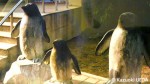 北京動物園のペンギン展示