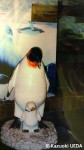 北京動物園のペンギン展示