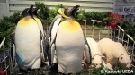 マリンピア松島水族館のペンギンお土産