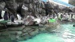 マリンピア松島水族館ペンギンの展示