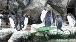 マリンピア松島水族館ペンギンの展示