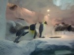 マニラ水族館のペンギン展示