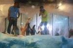 マニラ水族館のペンギン展示