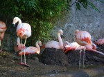 メトロポリタン動物園のフラミンゴ