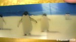 フランス製３Ｄペンギン定規