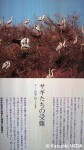 日本野鳥の会のビジュアルフリーマガジン『Toriino(トリーノ)』最新号=2012年春(vol.22)号