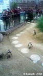 海響館の「温帯ペンギンゾーン=フンボルトペンギンエリア」