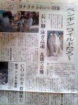 朝日新聞夕刊(５月26日)のペンギン記事=名古屋版