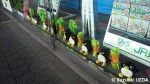 盛岡駅のショーウインドーにズラッと並んだシェラトンペンギンたち