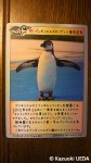 ペンギンヒルズ一周年記念「ペンギンカードスペシャル001」