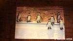 園館オリジナルペンギンポストカード