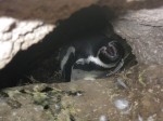 チリ・アルガロボの野生ペンギン