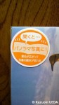 「暑中見舞ペンギンカード」第３弾です(^○^)!!