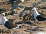 チリ・アルガロボのフンボルトペンギン