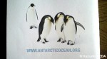 「ANTARCTIC OCEAN ALLIANCE」発行の資料