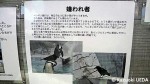 マリンピア日本海=新潟市水族館の「ペンギン掲示板」