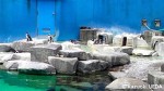 千葉市動物公園のペンギンたち