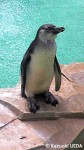 千葉市動物公園のペンギンたち