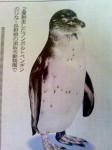 今日(９月２日)の日刊中日新聞の社会面は、「ペンギン脱走騒動記」です