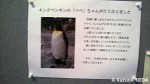 長崎ペンギン水族館の長寿ペンギン=キングペンギンの「ぺぺ」ちゃん