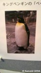 長崎ペンギン水族館の長寿ペンギン=キングペンギンの「ぺぺ」ちゃん