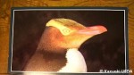 ニュージーランドのクライストチャーチから絵ハガキ(キガシラペンギン)