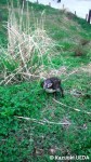 埼玉県こども動物自然公園（ペンギンヒルズ）の若鳥姿のペンペン