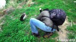 埼玉県こども動物自然公園（ペンギンヒルズ）の若鳥姿のペンペン