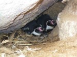 チリ・アルガロボのフンボルトペンギン