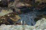 チリ・アルガロボのフンボルトペンギン