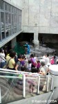 長崎ペンギン水族館の「餌やり体験」