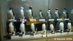 下関水族館=海響館「ペンギン村」