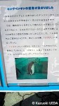 福岡市動植物園のキングペンギンたち