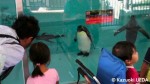 福岡市動植物園のキングペンギンたち