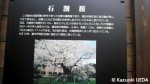 石割桜