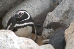 チリ・アルガロボ 野生のマゼランペンギン
