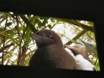 キガシラペンギンの映像