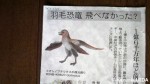 ２月１日朝日新聞夕刊に掲載された「羽毛恐竜」に関する記事