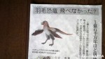 ２月１日朝日新聞夕刊に掲載された「羽毛恐竜」に関する記事