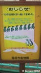 福岡市動植物園のフンボルトペンギンたちは広い新居でのびのびしてます(^○^)!!〜前編〜