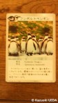 埼玉県こども自然動物公園「ペンギンヒルズ」限定「ペンギンカード」セット