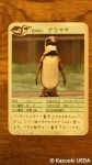 埼玉県こども自然動物公園「ペンギンヒルズ」限定「ペンギンカード」セット