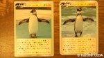 埼玉県こども自然動物公園「ペンギンヒルズ」限定「ペンギンカード」セット