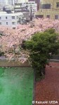 中目黒の桜