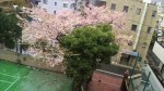 中目黒の桜