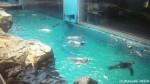 長崎ペンギン水族館の近況です(^○^)!!