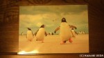 市販のペンギン写真カードの中にも貴重な生態情報が隠れています(^○^)!!