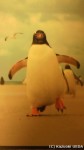 市販のペンギン写真カードの中にも貴重な生態情報が隠れています(^○^)!!